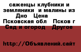 саженцы клубники и земляники  и малины из Дно › Цена ­ 40 - Псковская обл., Псков г. Сад и огород » Другое   